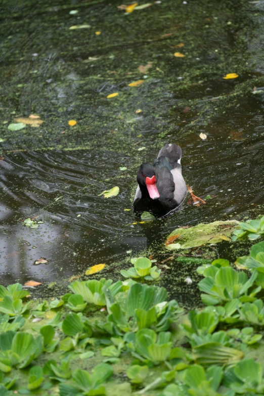 a small bird in the water surrounded by green leaves