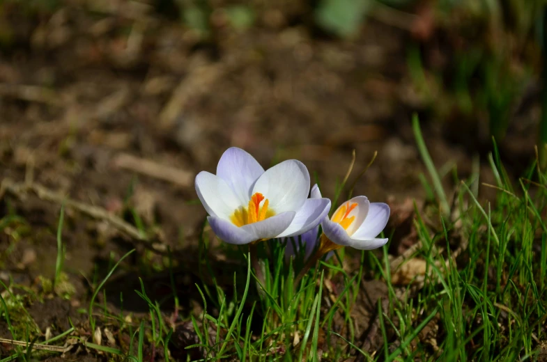 the two white flowers are on the ground