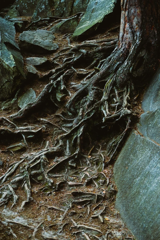 the nches of a tree are tangled around a rock