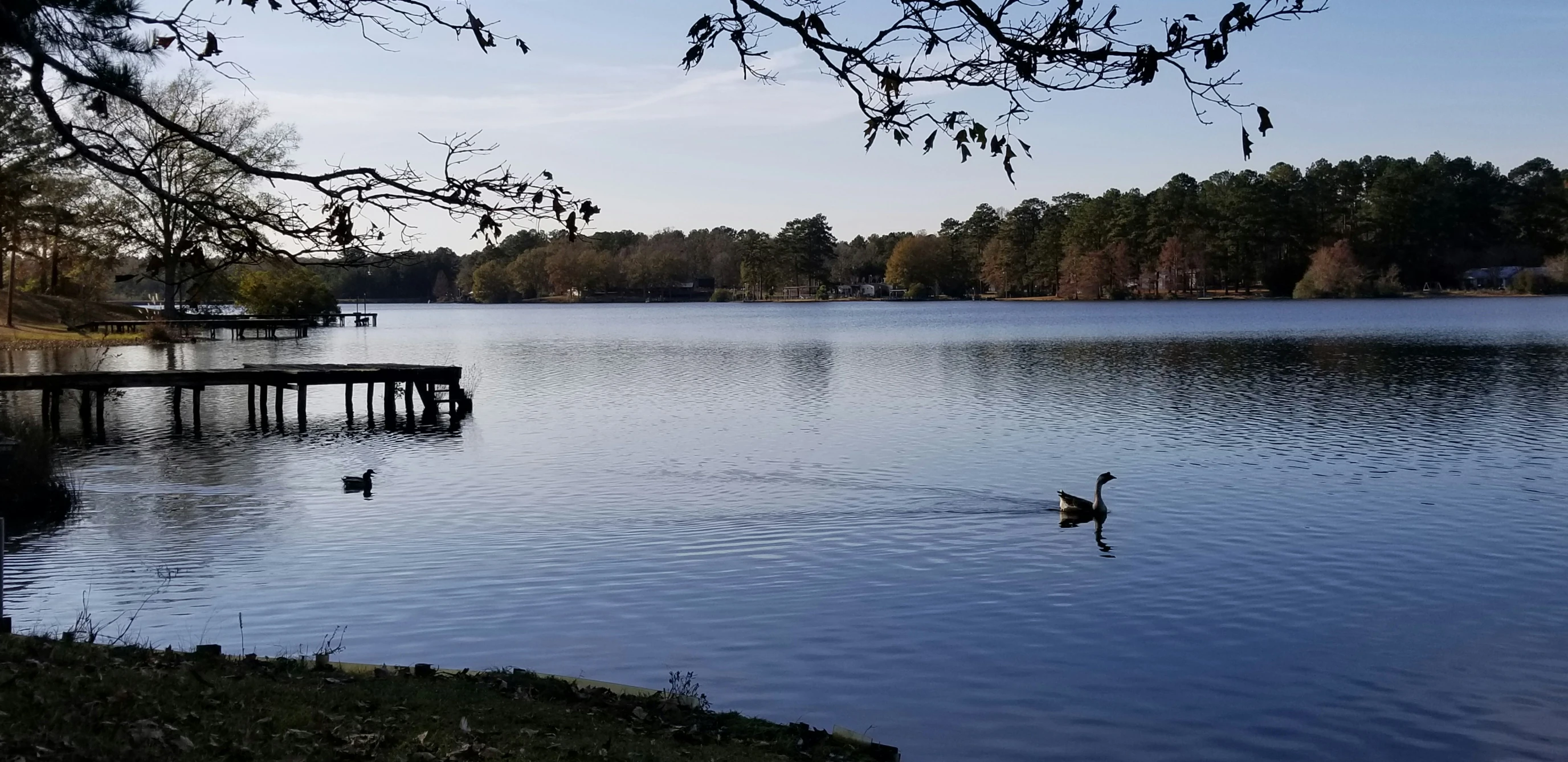 an image of a bird that is swimming in the water