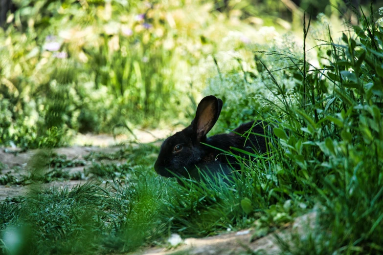 a black bunny rabbit sitting in some grass