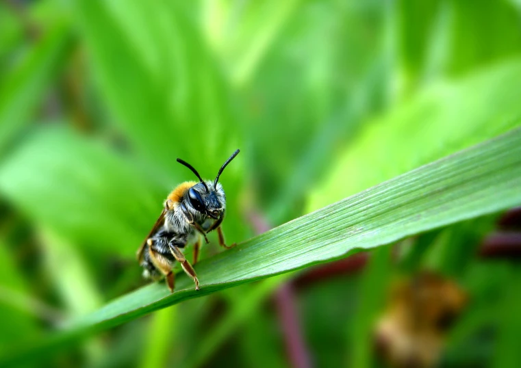 a very cute bee sitting on top of a blade of green