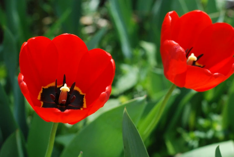 two red flowers in the middle of some tall green grass