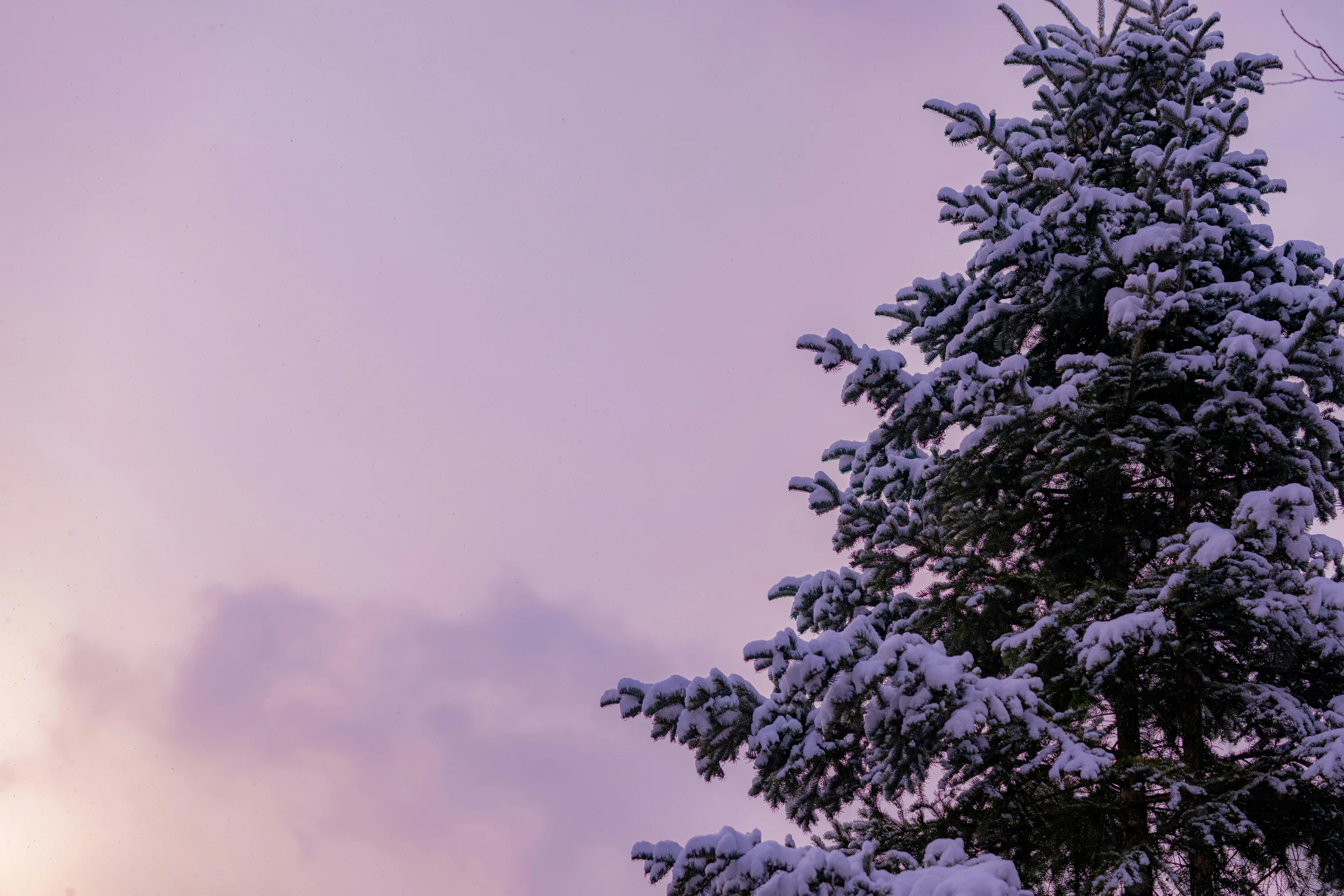 the tree is covered in snow near a building