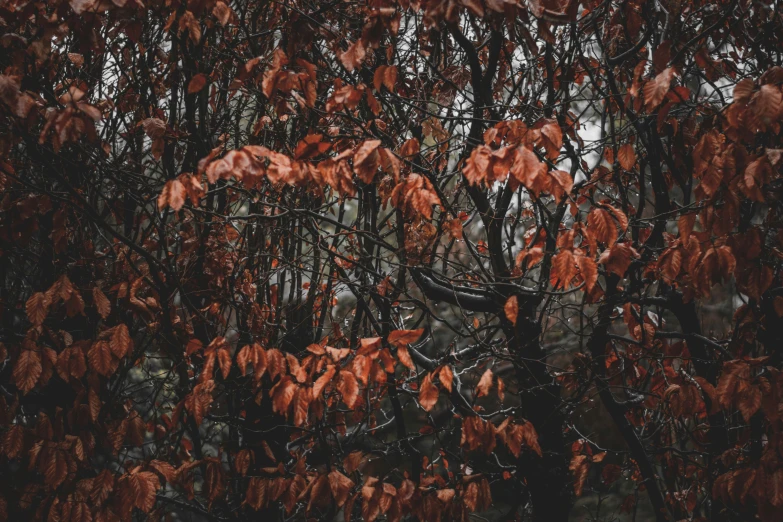 red leaves are sprinkled on the tree nches