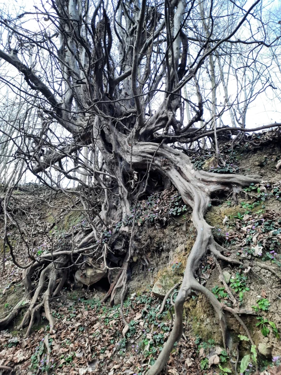 the tree is getting up on top of a hill