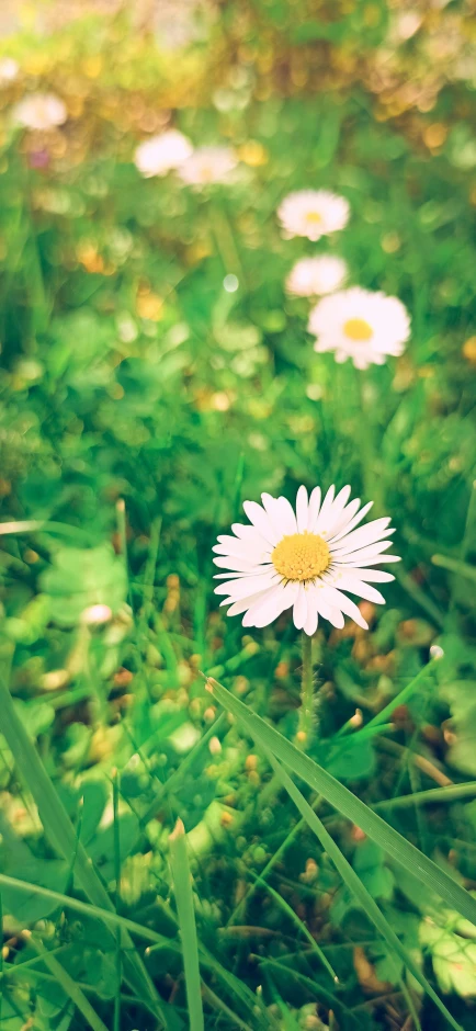 a white daisy is surrounded by green grass