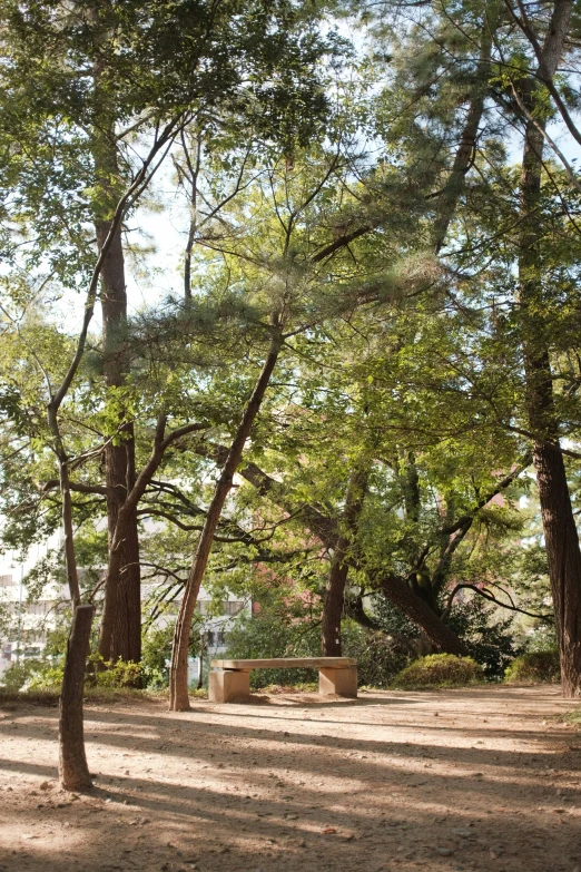 the trees near the park bench are filled with leaves