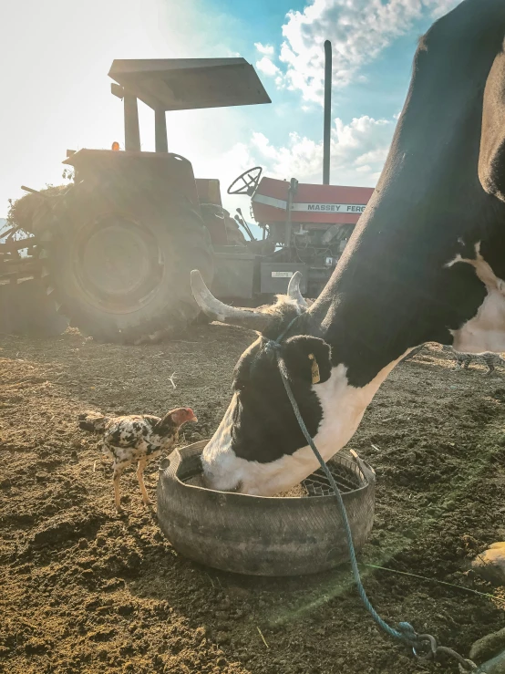 there is a cow and other animals drinking from a bucket