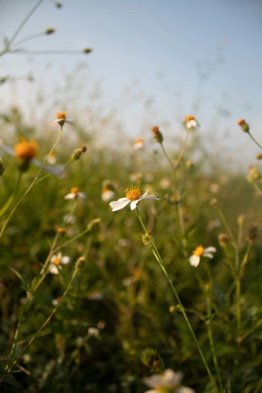 wildflowers grow in the foreground as the sun rises