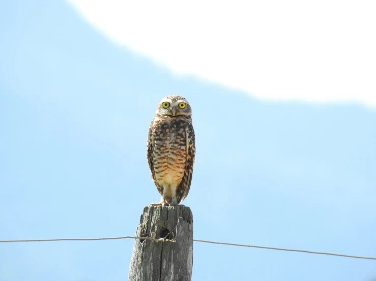 an owl sitting on top of a wooden post