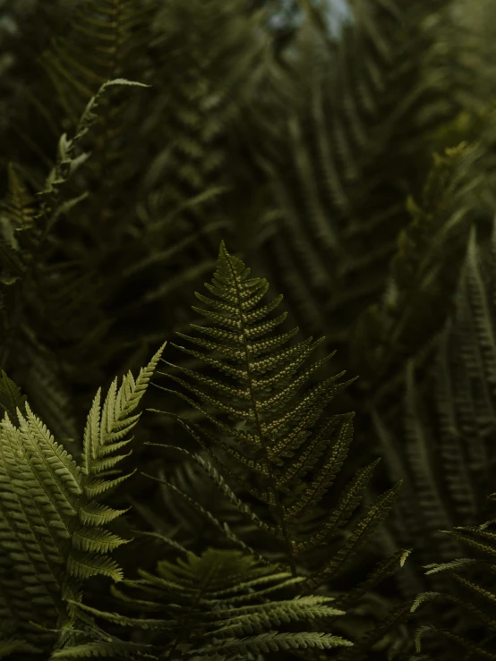 a very large green fern plant with many leaves