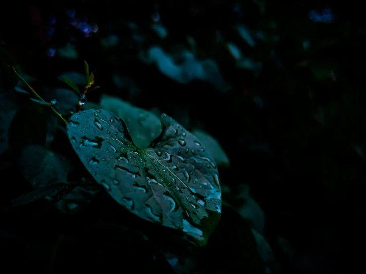 a leaf covered with water sitting on top of a bed of green leaves