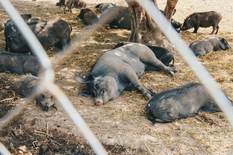 hogs and cows lying in hay in a pen