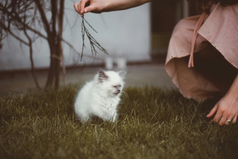 small white kitten on grass with a person