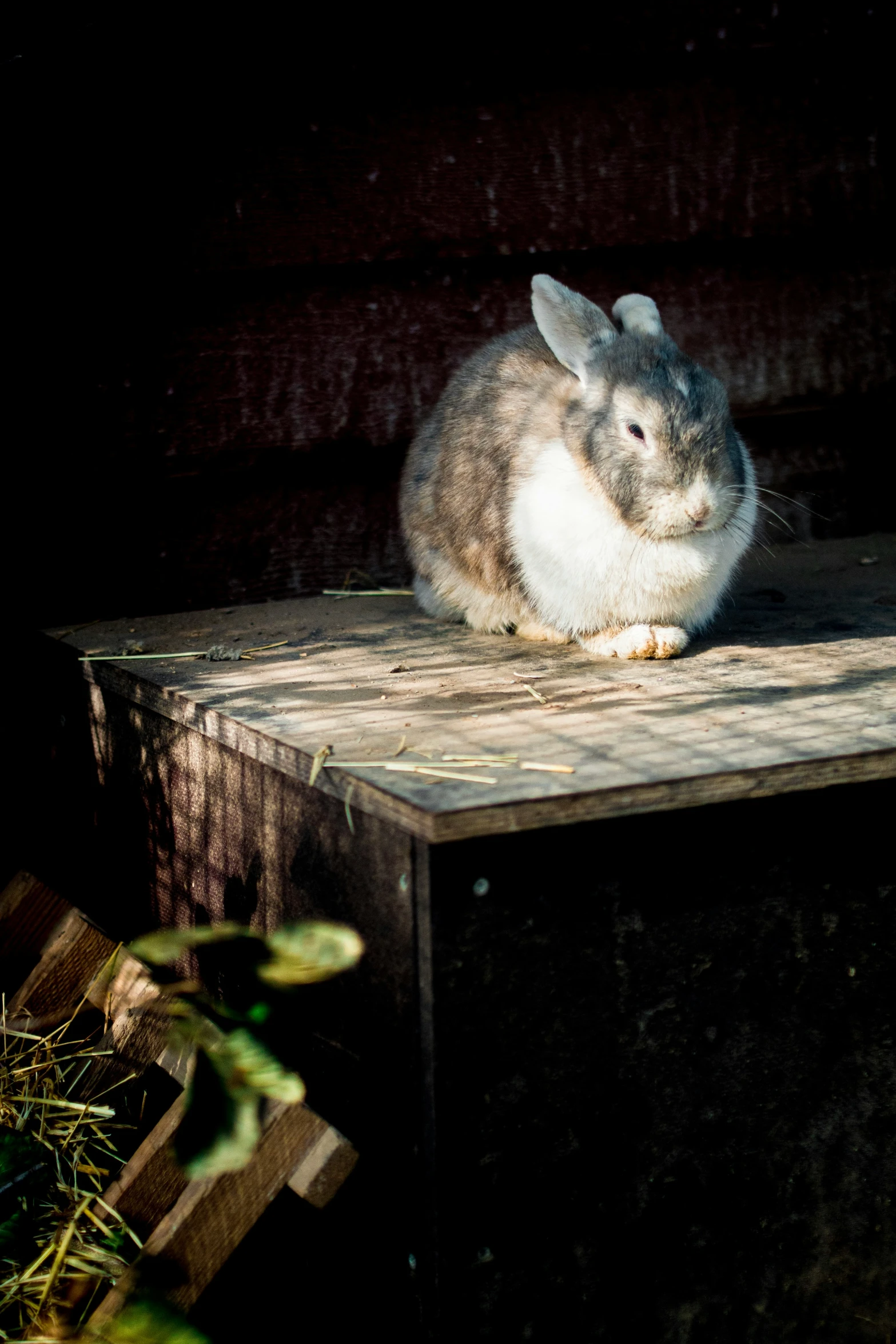 a gray rabbit sitting on top of a wooden bench