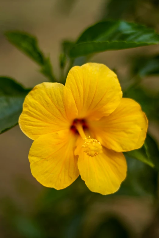 an orange flower that is blooming on the nch