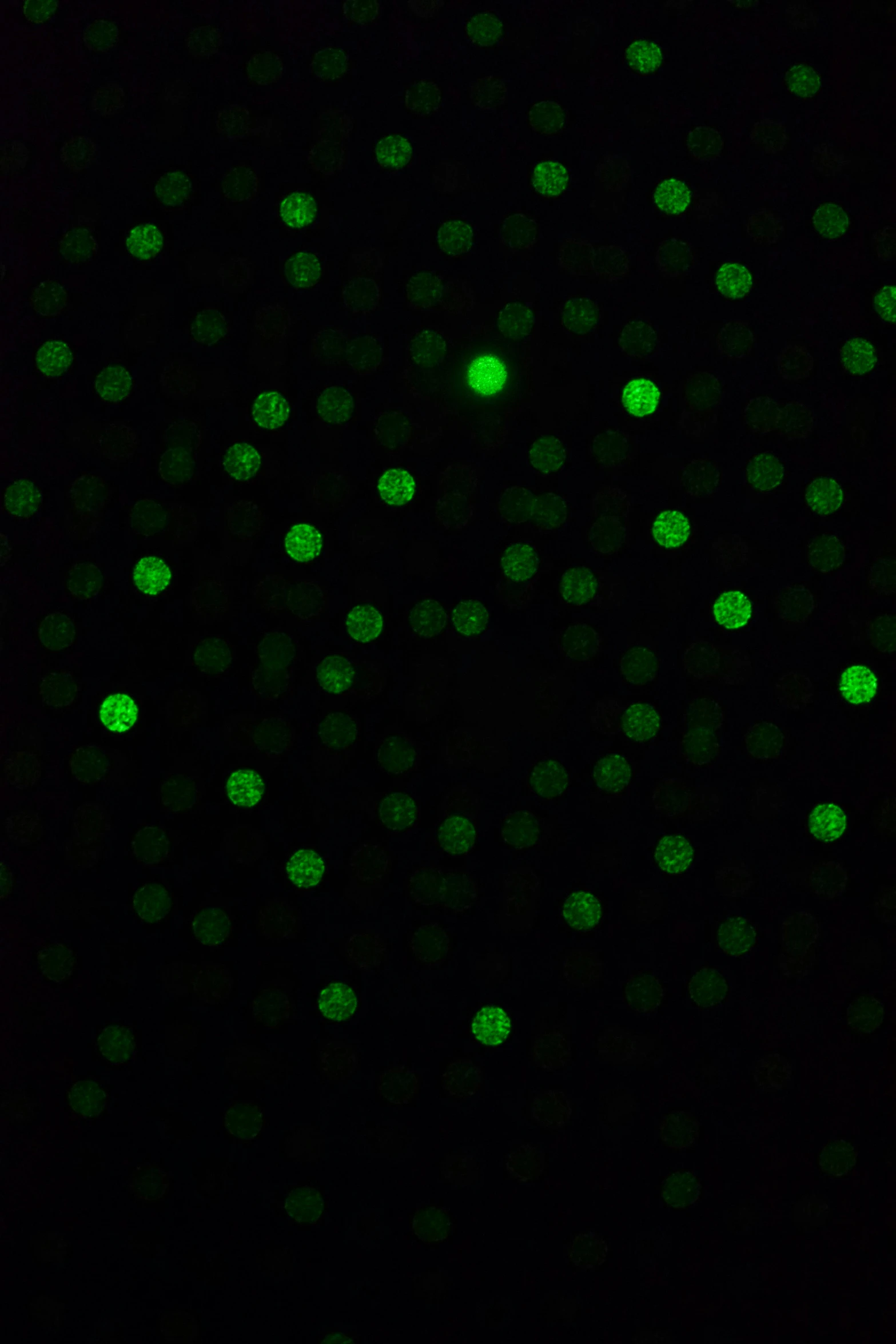 some green lights on a black background