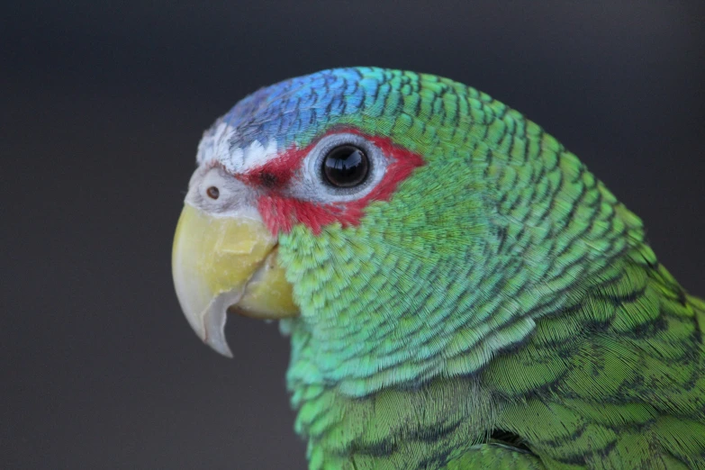 a close up of a parrots face with the beak open