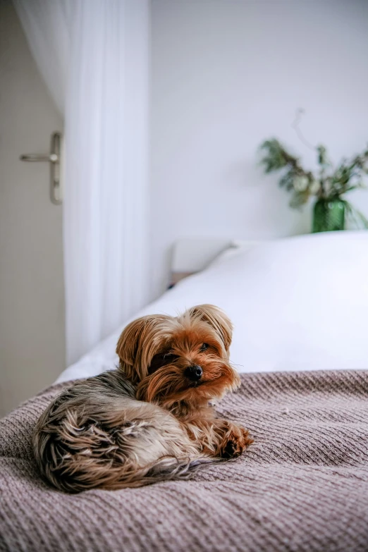 a dog that is sitting on top of a bed