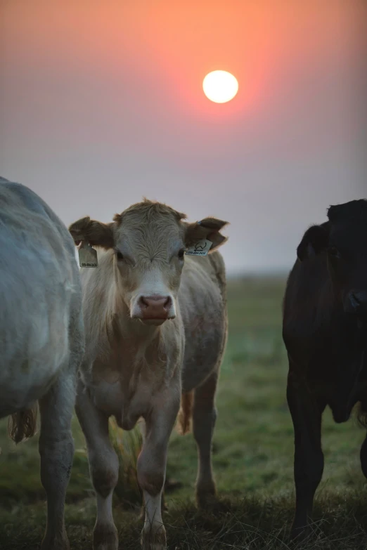 three cows standing in a field with the sun setting