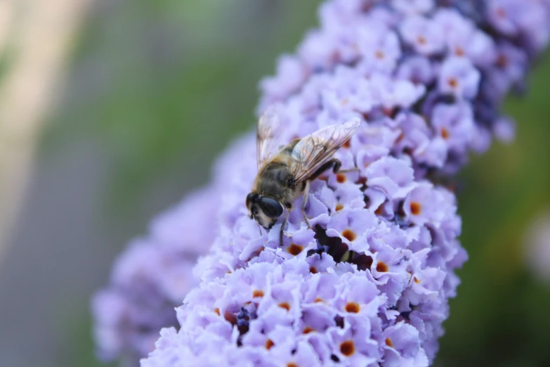 a bee is sitting on a small purple flower