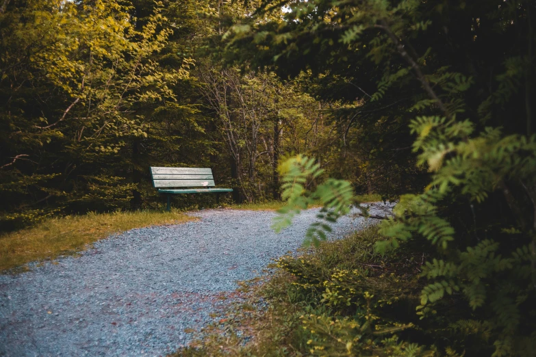 a park bench near a pathway near trees