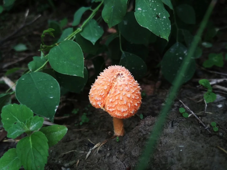 a small mushroom is sitting on the ground
