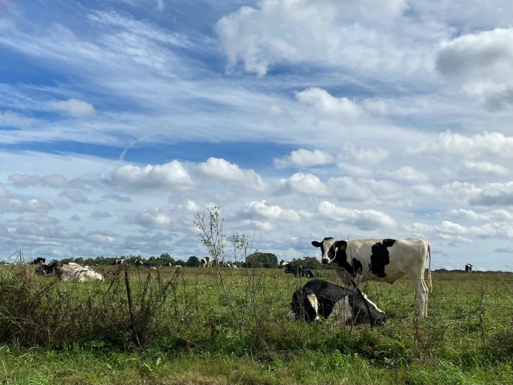 a herd of cattle grazing on top of a lush green field