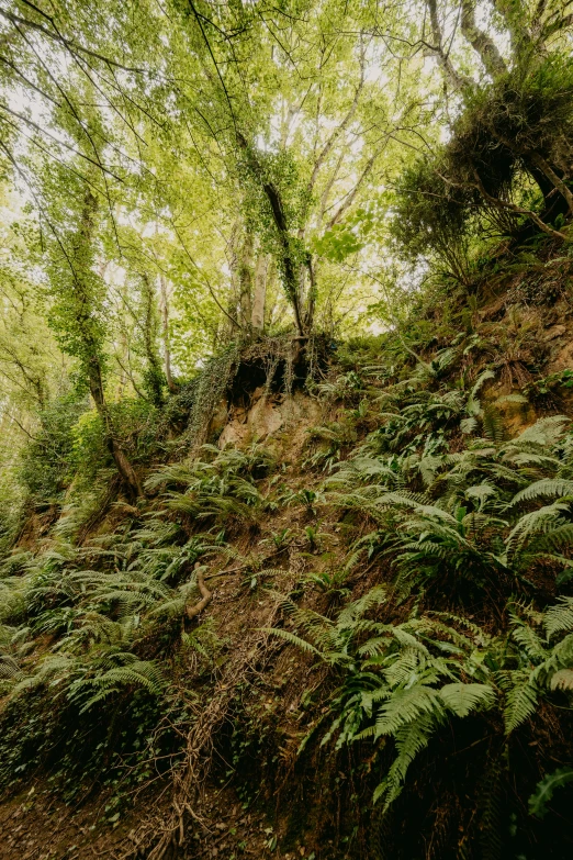 trees and grass on the side of a hill