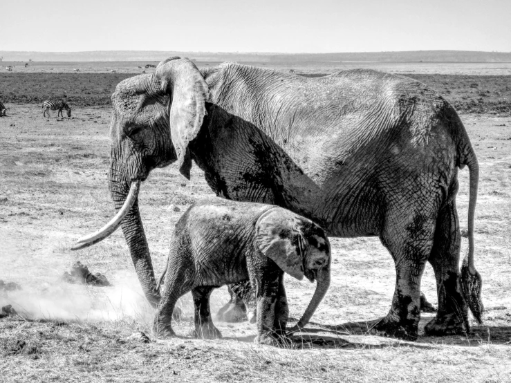 an adult elephant and a baby elephant are standing in a field