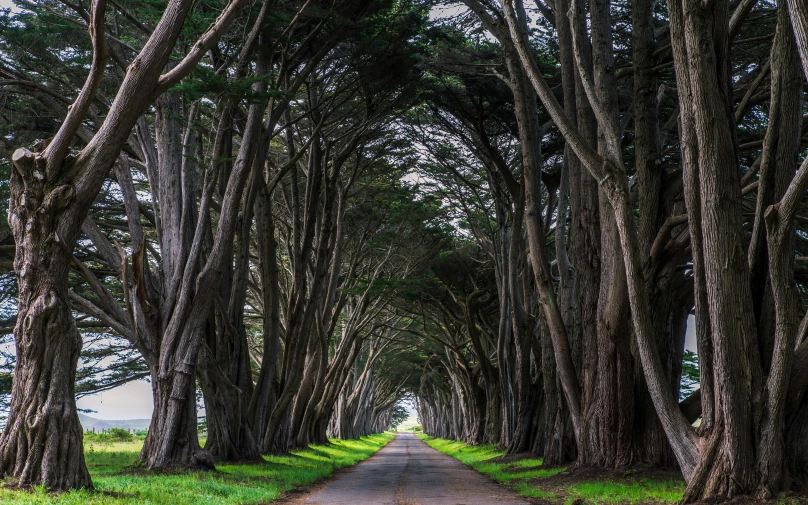 this is an image of the trees lining a path