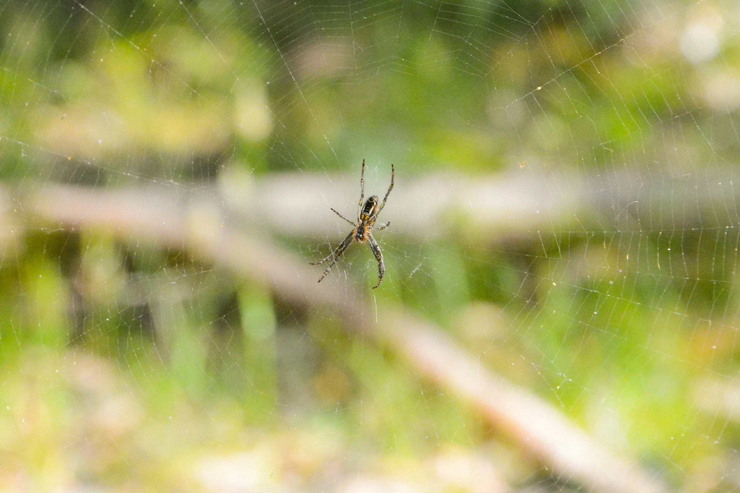 an insect sitting on the edge of its web