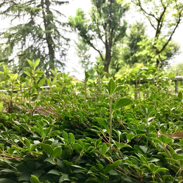 a green field with small trees on the other side