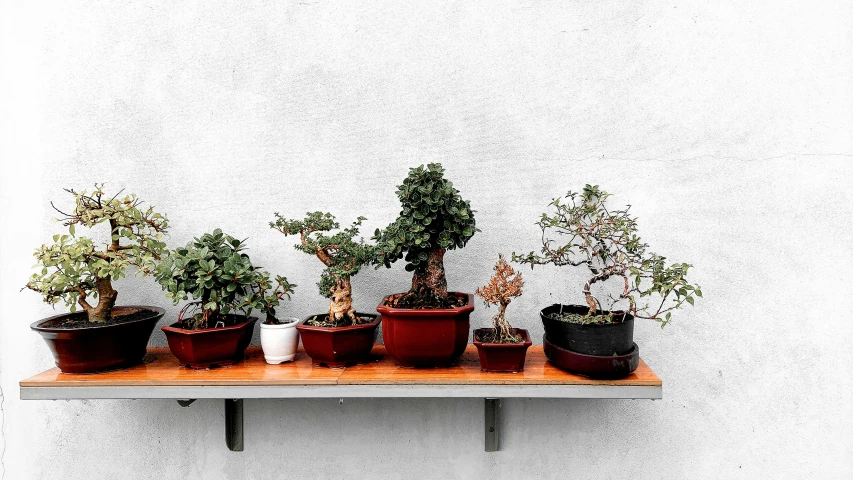 there are many different plants on a table