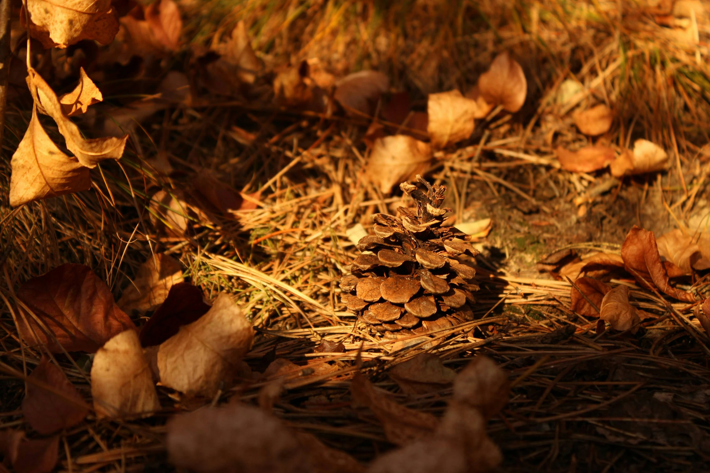 a little pine cone is laying on the ground