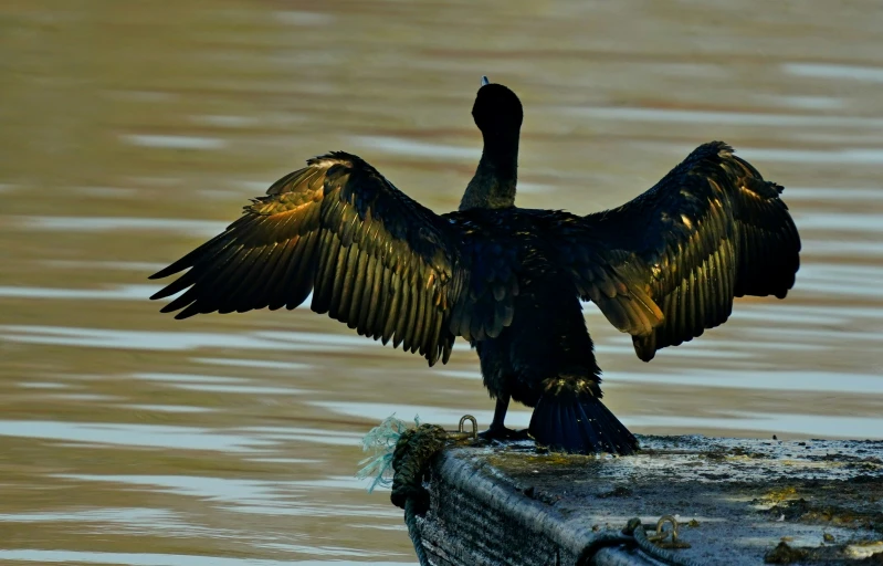 a bird with large wings standing on top of a wooden post