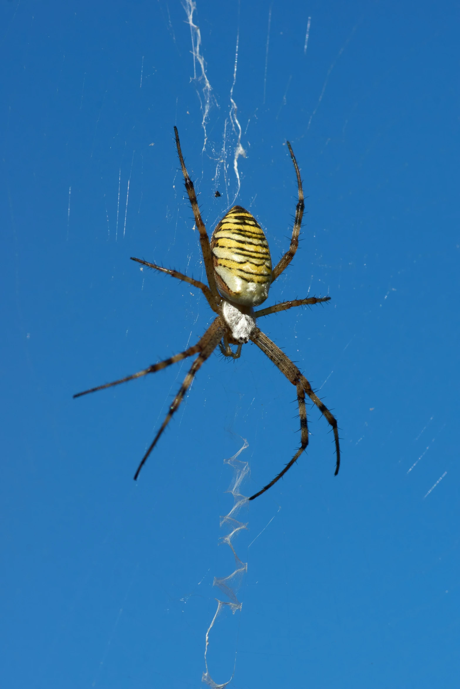 a spider is hanging upside down in a web