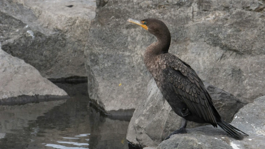 black bird perched on top of a rock next to water
