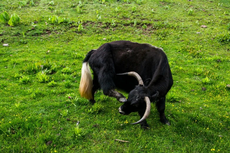 two animals eating grass on the side of a hill