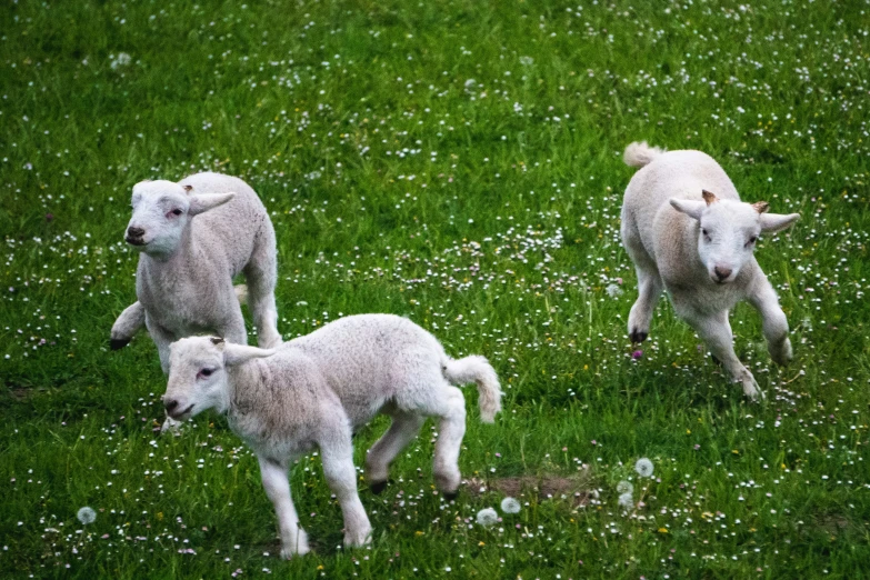 three lambs are standing in the grass looking at soing