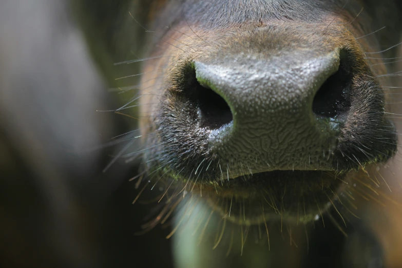 a closeup of the nose of a cow