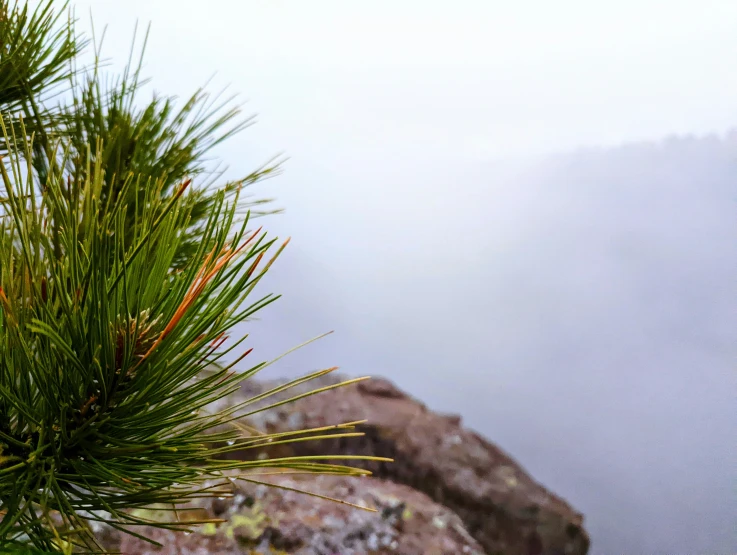 pine nches with the edge of a cliff in background