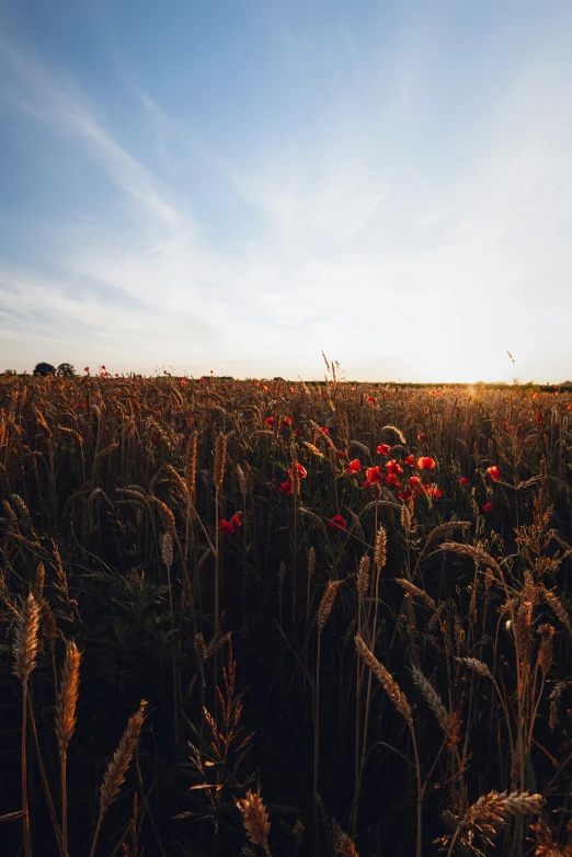 flowers in a field at sunset on the horizon