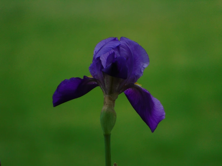 purple flower in bloom with green background