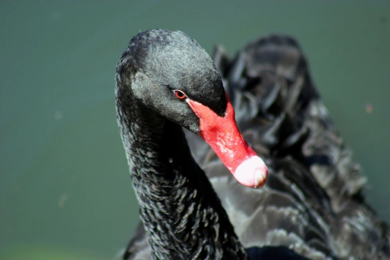 a close up po of a black duck with a red beak