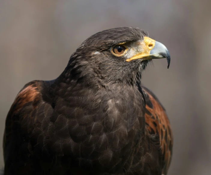 a bird of prey in front of a blurry background