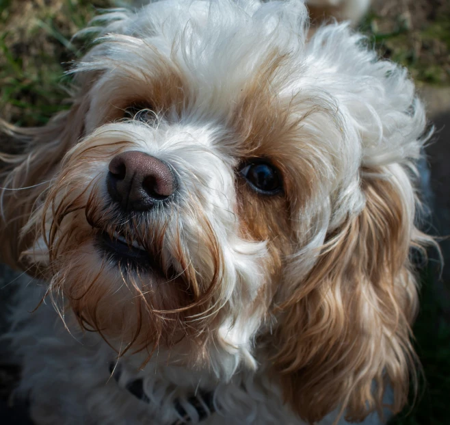 the face of an adorable dog on the street