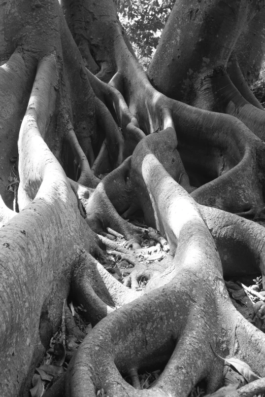 black and white pograph of a large tree's roots