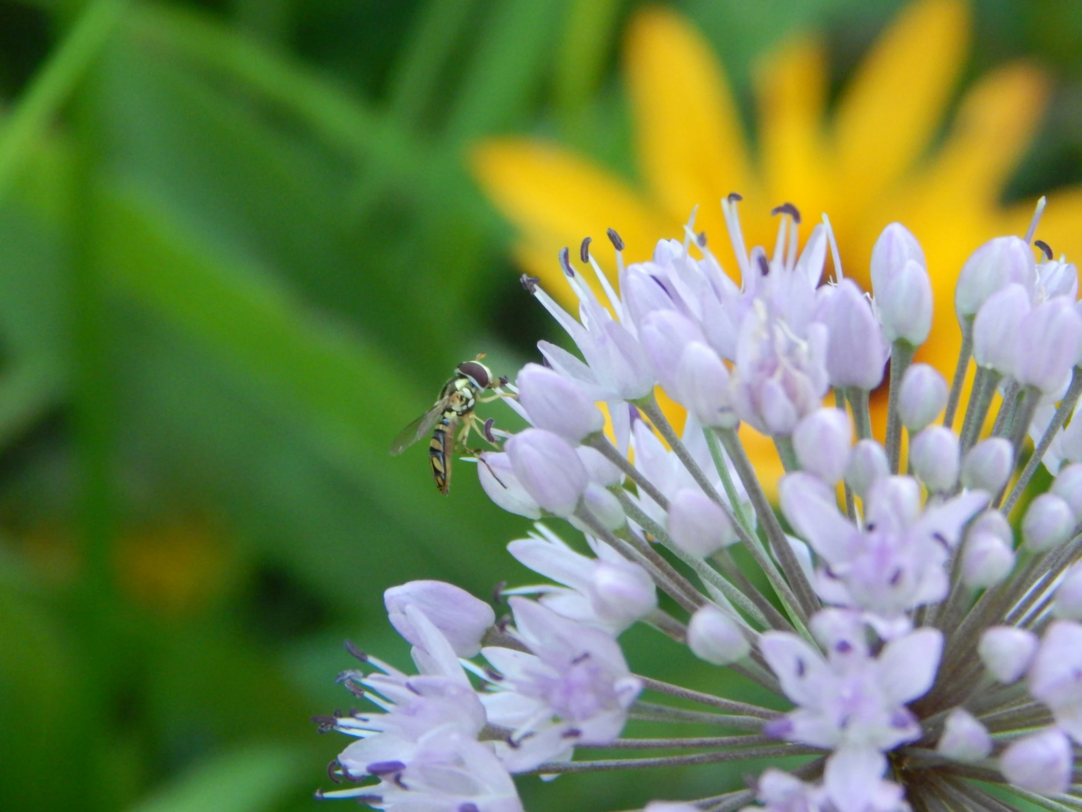 a flower that is blooming with a bee on it